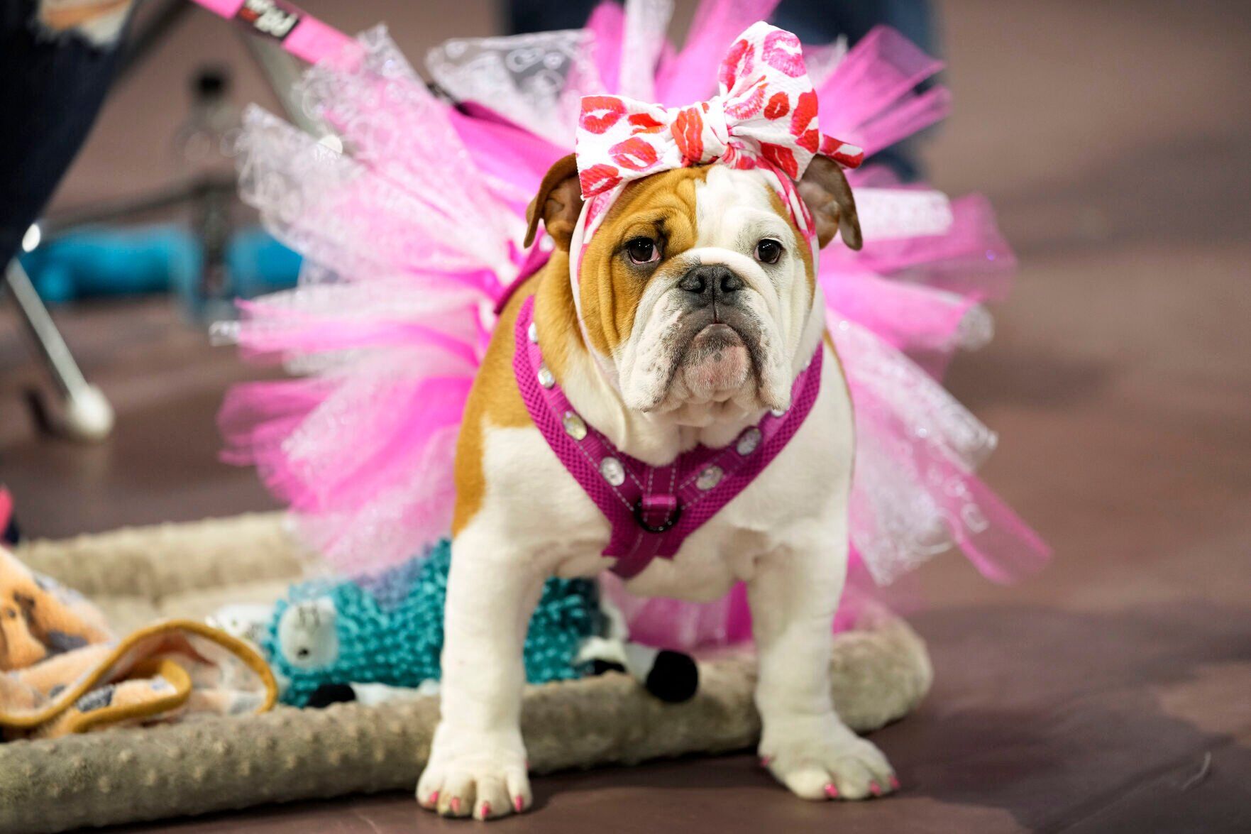 Beautiful Bulldogs